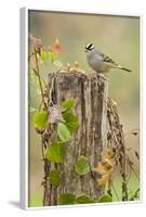 White-Crowned Sparrow (Zonotrichia Leucophrys) Foraging, Texas, USA-Larry Ditto-Framed Photographic Print