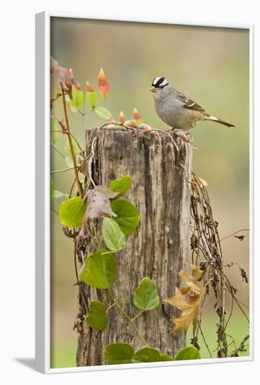 White-Crowned Sparrow (Zonotrichia Leucophrys) Foraging, Texas, USA-Larry Ditto-Framed Photographic Print