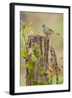 White-Crowned Sparrow (Zonotrichia Leucophrys) Foraging, Texas, USA-Larry Ditto-Framed Photographic Print