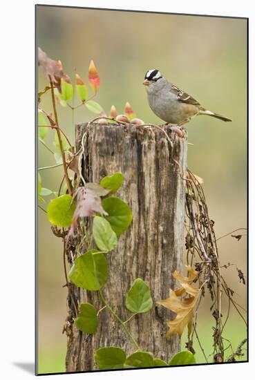 White-Crowned Sparrow (Zonotrichia Leucophrys) Foraging, Texas, USA-Larry Ditto-Mounted Photographic Print