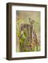 White-Crowned Sparrow (Zonotrichia Leucophrys) Foraging, Texas, USA-Larry Ditto-Framed Photographic Print