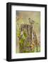 White-Crowned Sparrow (Zonotrichia Leucophrys) Foraging, Texas, USA-Larry Ditto-Framed Photographic Print