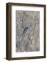 White-crowned Sparrow (Zonotrichia leucophrys), St. Charles County, Missouri-Richard & Susan Day-Framed Photographic Print