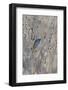 White-crowned Sparrow (Zonotrichia leucophrys), St. Charles County, Missouri-Richard & Susan Day-Framed Photographic Print