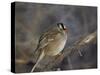 White-Crowned Sparrow (Zonotrichia Leucophrys)-James Hager-Stretched Canvas