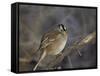 White-Crowned Sparrow (Zonotrichia Leucophrys)-James Hager-Framed Stretched Canvas