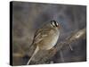 White-Crowned Sparrow (Zonotrichia Leucophrys)-James Hager-Stretched Canvas