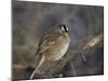 White-Crowned Sparrow (Zonotrichia Leucophrys)-James Hager-Mounted Photographic Print