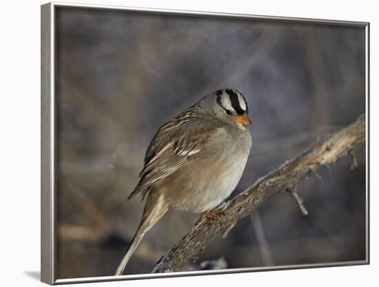 White-Crowned Sparrow (Zonotrichia Leucophrys)-James Hager-Framed Photographic Print