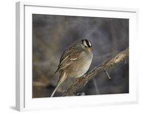 White-Crowned Sparrow (Zonotrichia Leucophrys)-James Hager-Framed Photographic Print