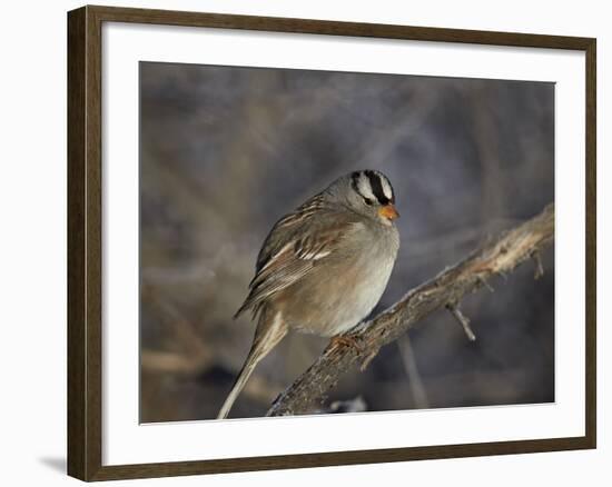 White-Crowned Sparrow (Zonotrichia Leucophrys)-James Hager-Framed Photographic Print