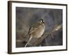 White-Crowned Sparrow (Zonotrichia Leucophrys)-James Hager-Framed Photographic Print