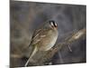 White-Crowned Sparrow (Zonotrichia Leucophrys)-James Hager-Mounted Photographic Print