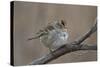 White-Crowned Sparrow (Zonotrichia Leucophrys)-James Hager-Stretched Canvas