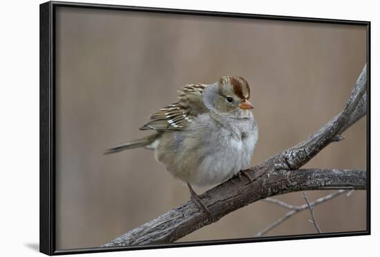 White-Crowned Sparrow (Zonotrichia Leucophrys)-James Hager-Framed Photographic Print