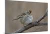 White-Crowned Sparrow (Zonotrichia Leucophrys)-James Hager-Mounted Photographic Print