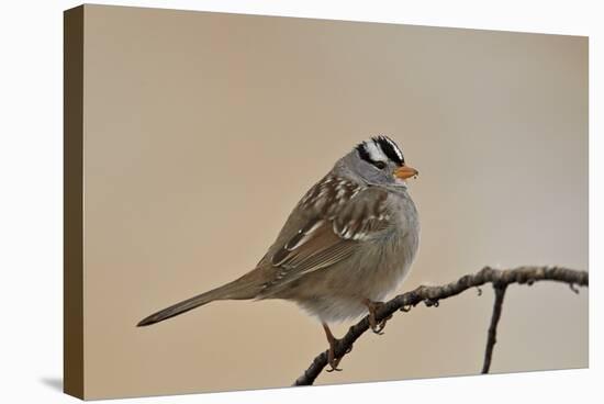 White-Crowned Sparrow (Zonotrichia Leucophrys)-James Hager-Stretched Canvas