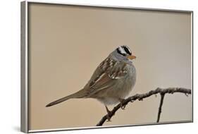 White-Crowned Sparrow (Zonotrichia Leucophrys)-James Hager-Framed Photographic Print