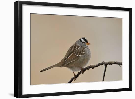 White-Crowned Sparrow (Zonotrichia Leucophrys)-James Hager-Framed Photographic Print