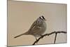 White-Crowned Sparrow (Zonotrichia Leucophrys)-James Hager-Mounted Photographic Print