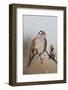 White-Crowned Sparrow-Hal Beral-Framed Photographic Print