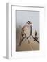 White-Crowned Sparrow-Hal Beral-Framed Photographic Print