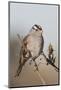 White-Crowned Sparrow-Hal Beral-Mounted Photographic Print