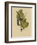 White Crowned Sparrow-null-Framed Giclee Print