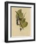 White Crowned Sparrow-null-Framed Giclee Print