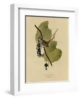 White Crowned Sparrow-null-Framed Giclee Print