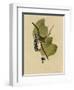 White Crowned Sparrow-null-Framed Giclee Print