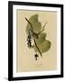 White Crowned Sparrow-null-Framed Giclee Print