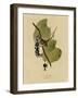 White Crowned Sparrow-null-Framed Giclee Print