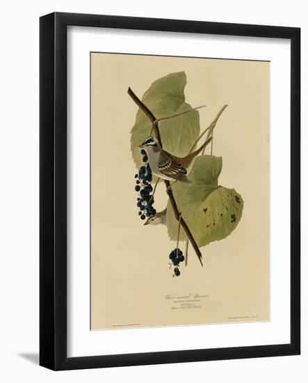 White Crowned Sparrow-null-Framed Giclee Print