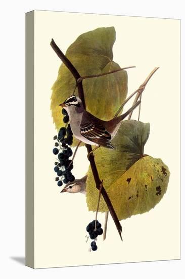 White-Crowned Sparrows-John James Audubon-Stretched Canvas