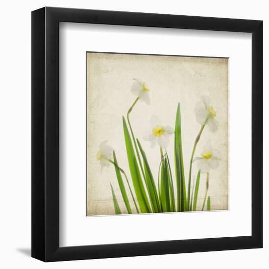 White Daffodil Garden-Judy Stalus-Framed Premium Giclee Print