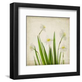 White Daffodil Garden-Judy Stalus-Framed Premium Giclee Print