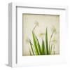 White Daffodil Garden-Judy Stalus-Framed Premium Giclee Print