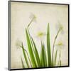 White Daffodil Garden-Judy Stalus-Mounted Premium Giclee Print