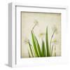 White Daffodil Garden-Judy Stalus-Framed Art Print