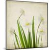 White Daffodil Garden-Judy Stalus-Mounted Art Print