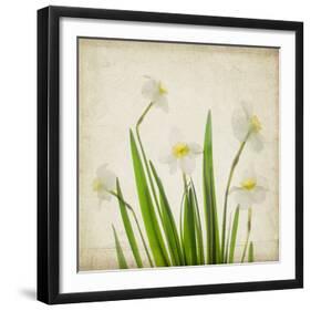 White Daffodil Garden-Judy Stalus-Framed Art Print
