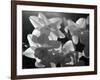 white daffodils in spring. Black and white image-AdventureArt-Framed Photographic Print