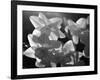 white daffodils in spring. Black and white image-AdventureArt-Framed Photographic Print