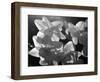 white daffodils in spring. Black and white image-AdventureArt-Framed Photographic Print