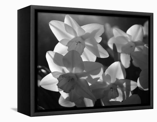 white daffodils in spring. Black and white image-AdventureArt-Framed Stretched Canvas