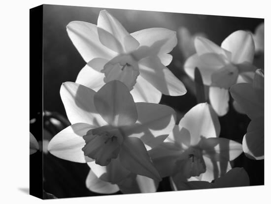 white daffodils in spring. Black and white image-AdventureArt-Stretched Canvas