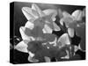 white daffodils in spring. Black and white image-AdventureArt-Stretched Canvas