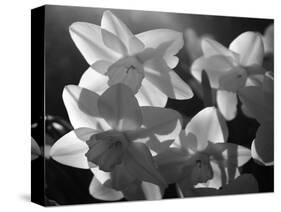 white daffodils in spring. Black and white image-AdventureArt-Stretched Canvas