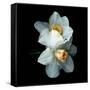 White Daffodils-Magda Indigo-Framed Stretched Canvas